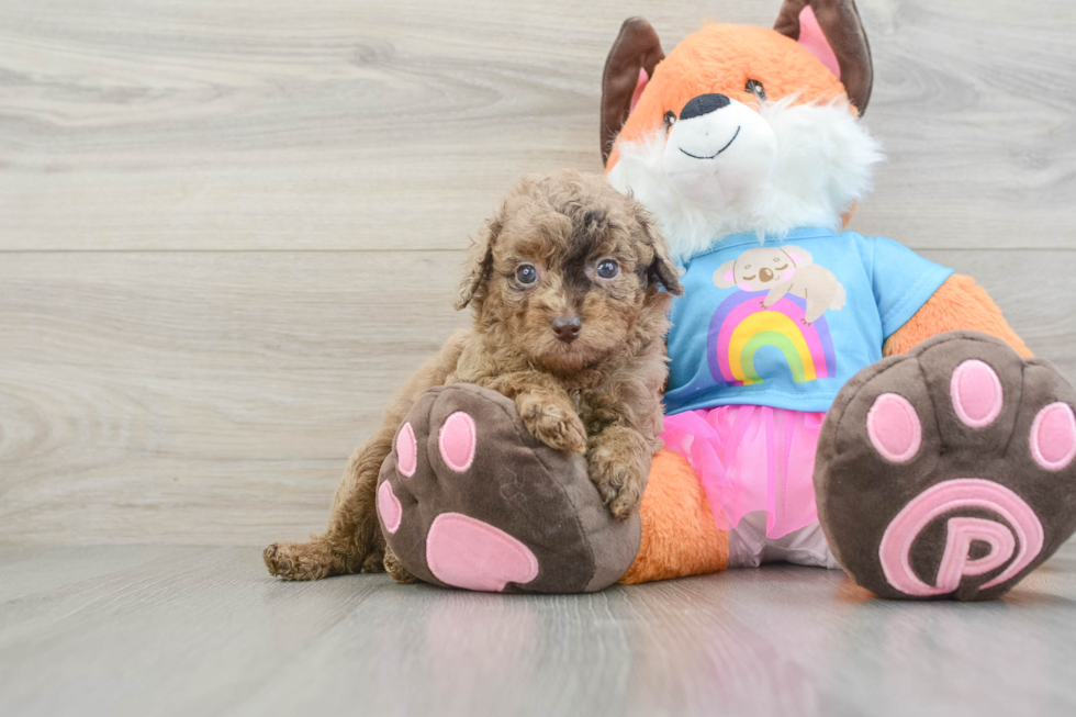 Best Poodle Baby