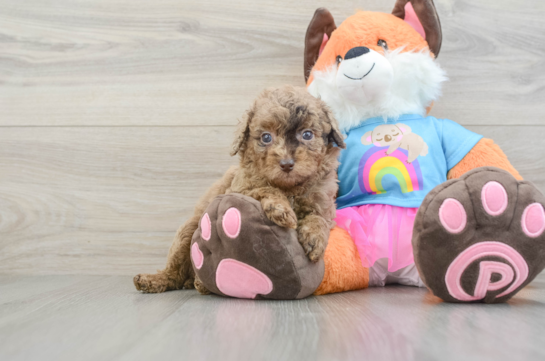 Best Poodle Baby