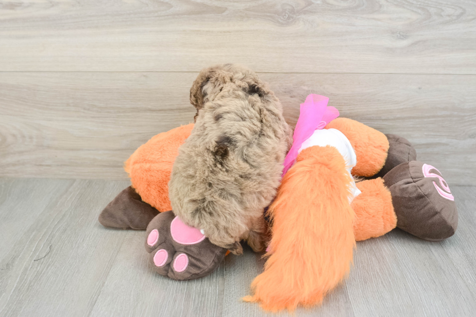 Poodle Puppy for Adoption