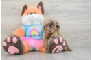 Little Poodle Purebred Pup