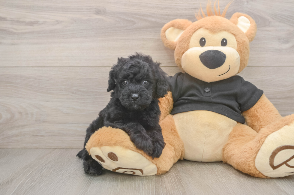 6 week old Poodle Puppy For Sale - Seaside Pups