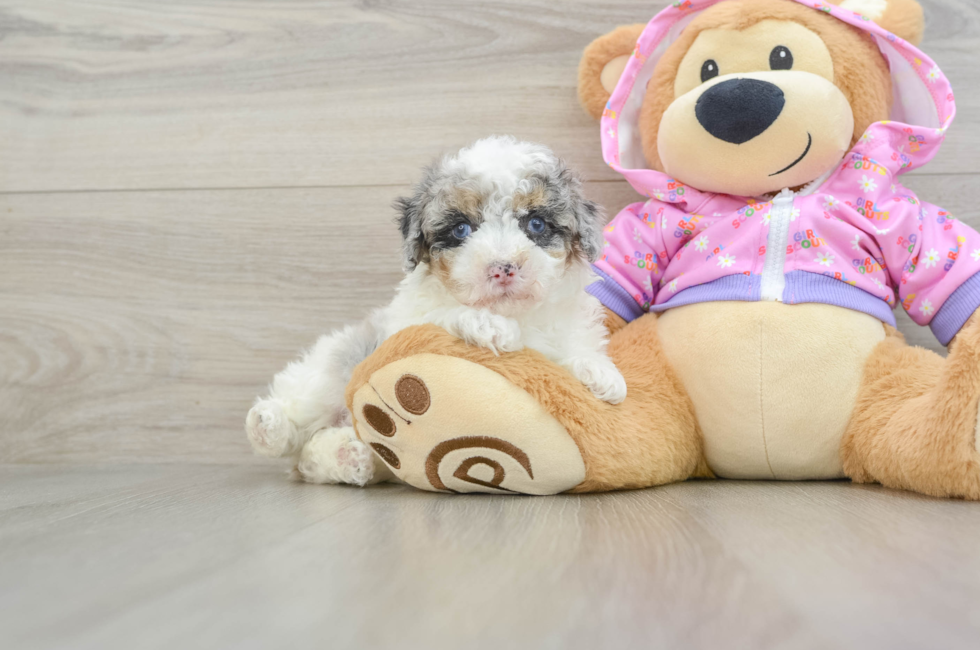 8 week old Poodle Puppy For Sale - Seaside Pups