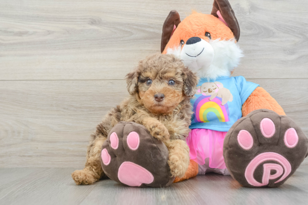 Poodle Puppy for Adoption