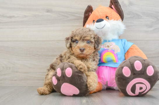 Poodle Puppy for Adoption