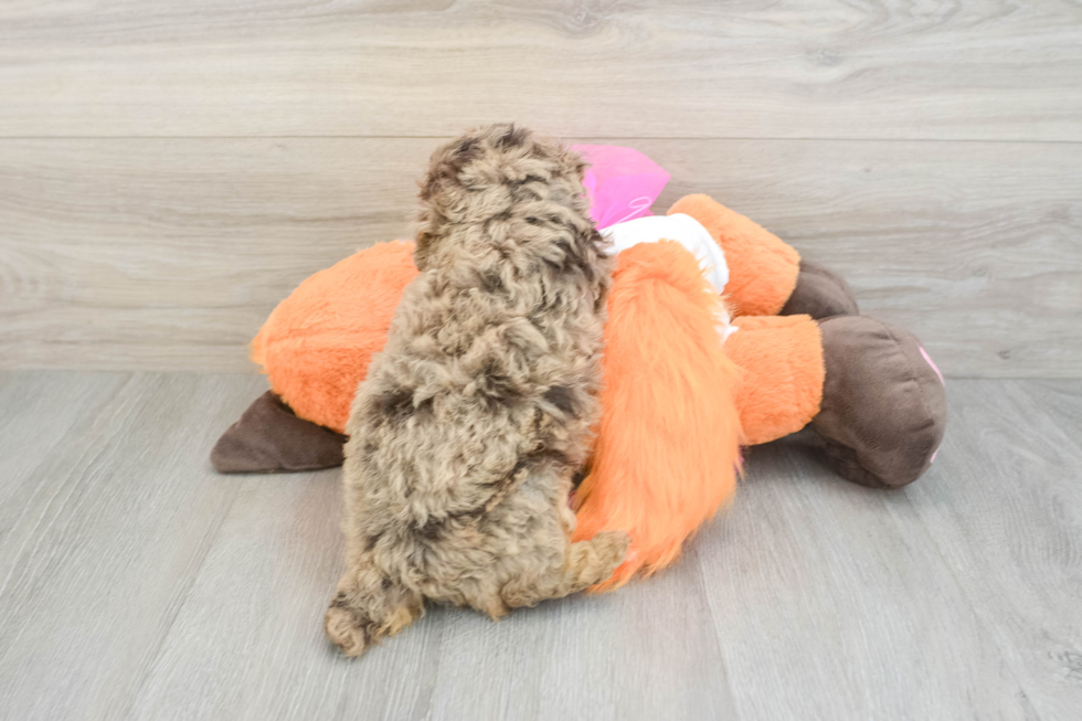 Little Poodle Purebred Pup
