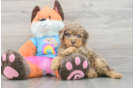 Poodle Puppy for Adoption