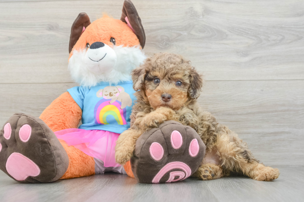 Poodle Puppy for Adoption