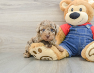 6 week old Poodle Puppy For Sale - Seaside Pups