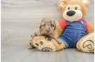 Poodle Puppy for Adoption