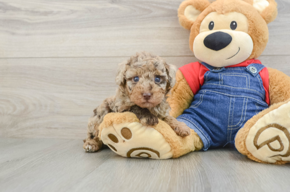 6 week old Poodle Puppy For Sale - Seaside Pups
