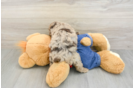 Poodle Puppy for Adoption