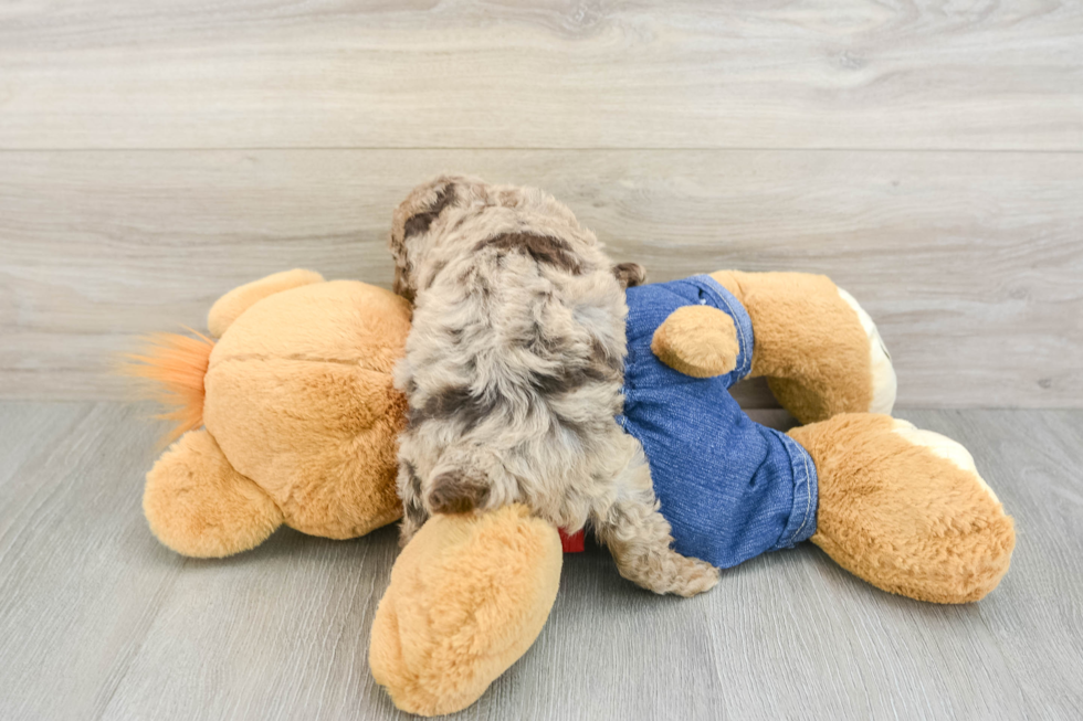 Poodle Puppy for Adoption