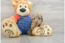 Poodle Pup Being Cute
