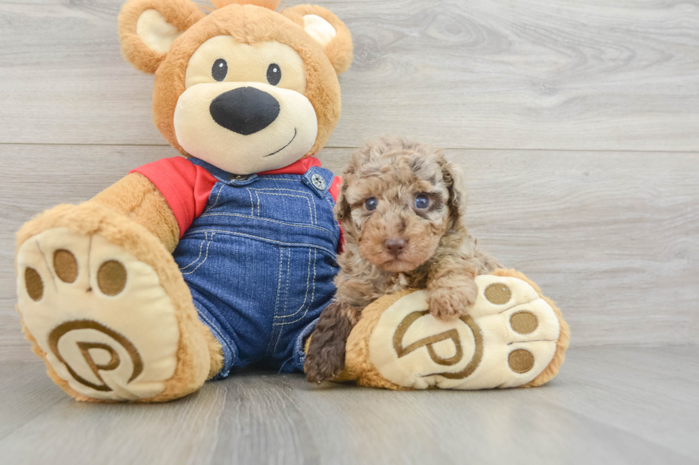 Poodle Pup Being Cute