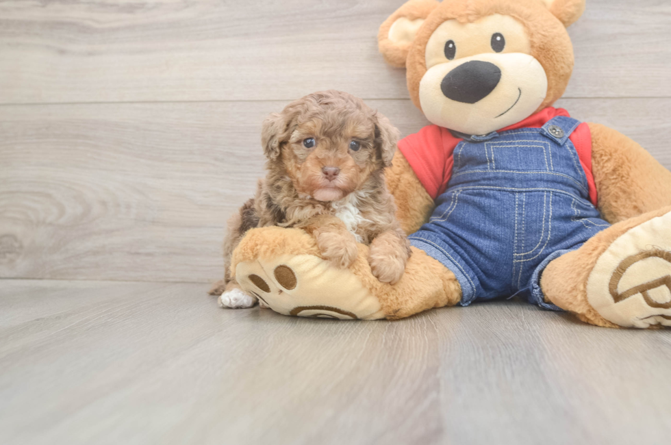 5 week old Poodle Puppy For Sale - Seaside Pups