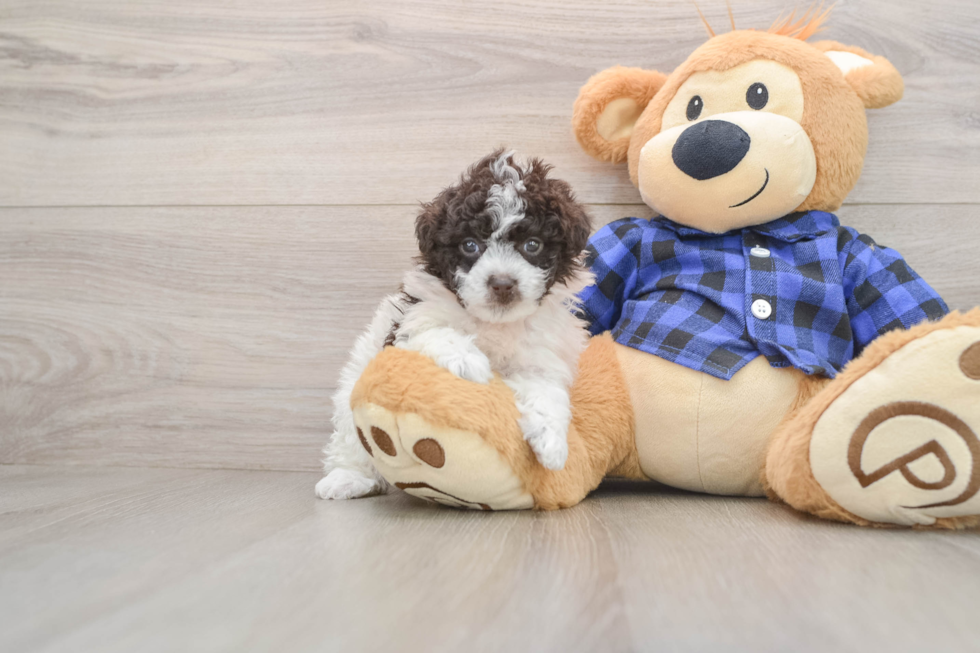 Poodle Pup Being Cute