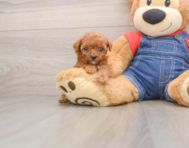 8 week old Poodle Puppy For Sale - Seaside Pups