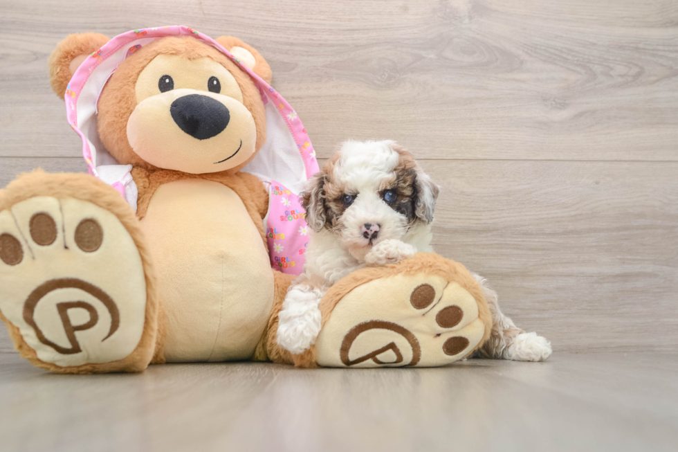 Adorable Caniche Purebred Puppy