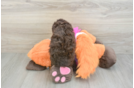 Smart Pudle Purebred Puppy