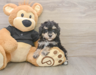 6 week old Poodle Puppy For Sale - Seaside Pups