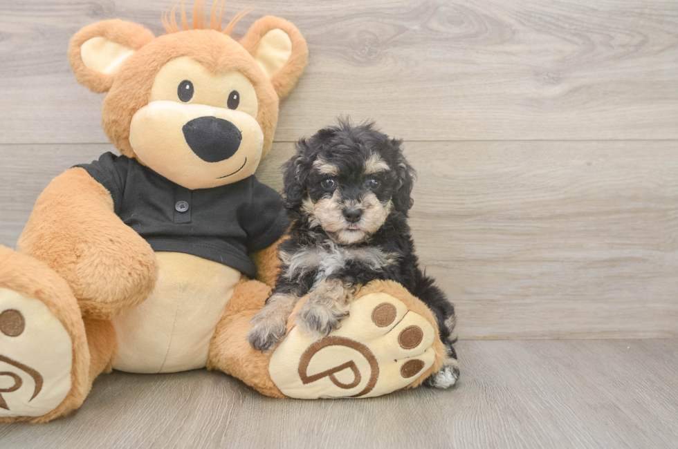 6 week old Poodle Puppy For Sale - Seaside Pups