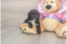 Poodle Pup Being Cute