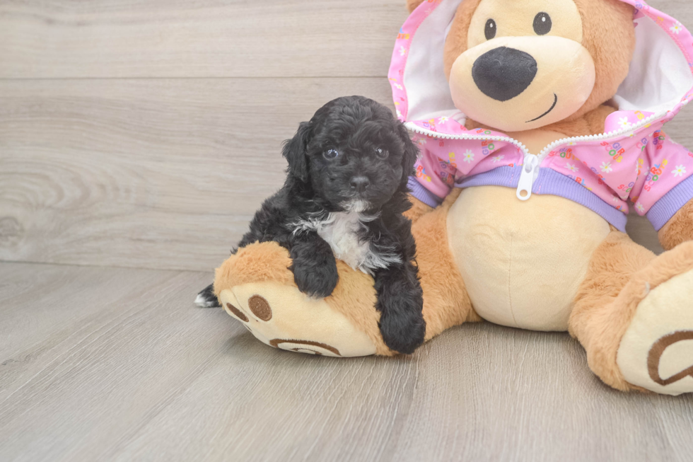 Poodle Pup Being Cute