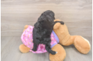 Best Poodle Baby