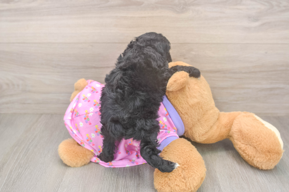 Best Poodle Baby