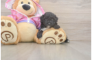 Funny Poodle Purebred Pup