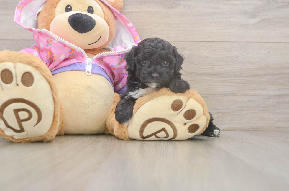 5 week old Poodle Puppy For Sale - Seaside Pups