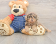 8 week old Poodle Puppy For Sale - Seaside Pups