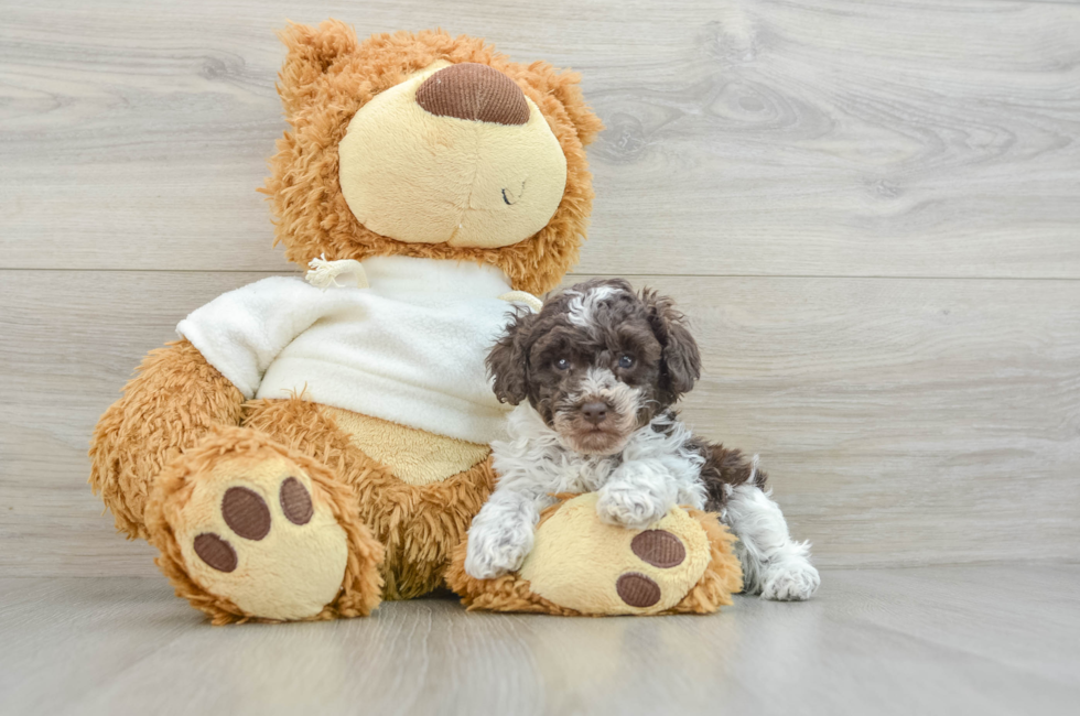 8 week old Poodle Puppy For Sale - Seaside Pups