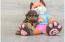 Little Poodle Baby