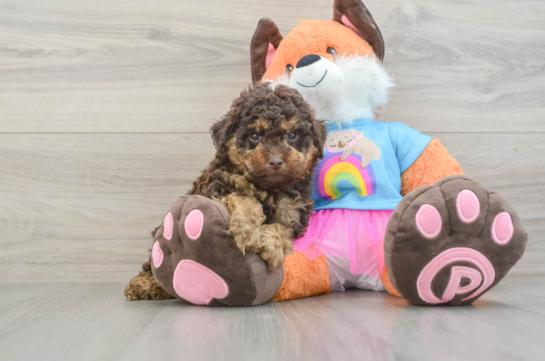 Little Poodle Baby