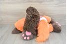 Poodle Puppy for Adoption