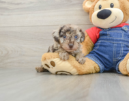 6 week old Poodle Puppy For Sale - Seaside Pups