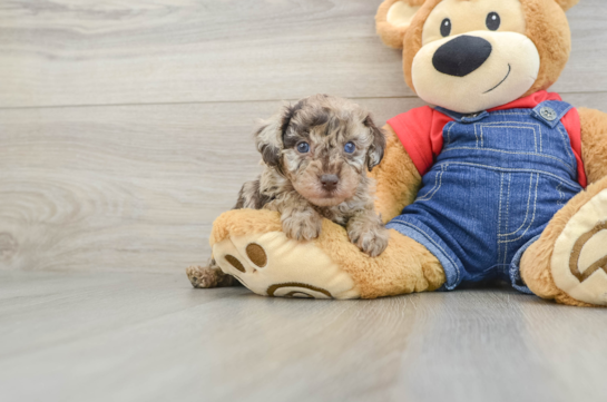 Poodle Pup Being Cute