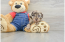 Poodle Puppy for Adoption