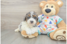 Playful Poodle Purebred Pup