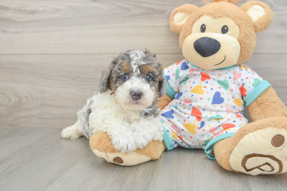 Playful Poodle Purebred Pup