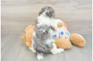 Poodle Puppy for Adoption