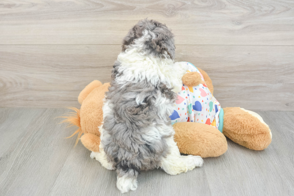 Poodle Puppy for Adoption