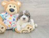 8 week old Poodle Puppy For Sale - Seaside Pups