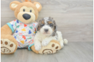 Popular Poodle Baby
