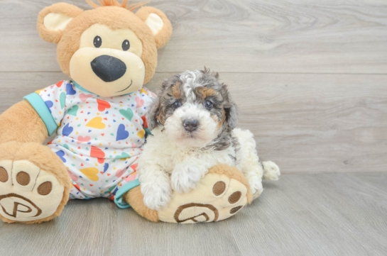 Popular Poodle Baby