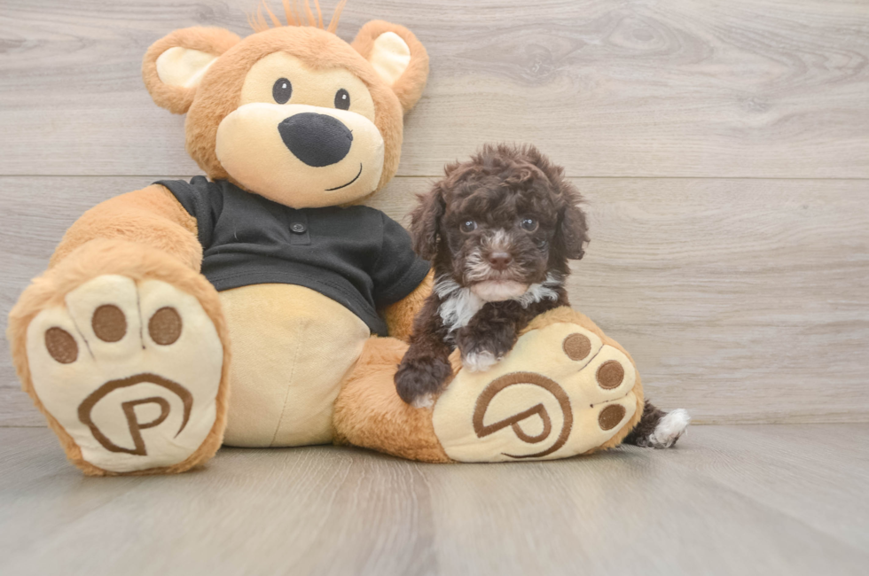6 week old Poodle Puppy For Sale - Seaside Pups