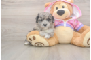Happy Pudel Purebred Puppy