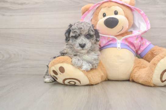 Happy Pudel Purebred Puppy