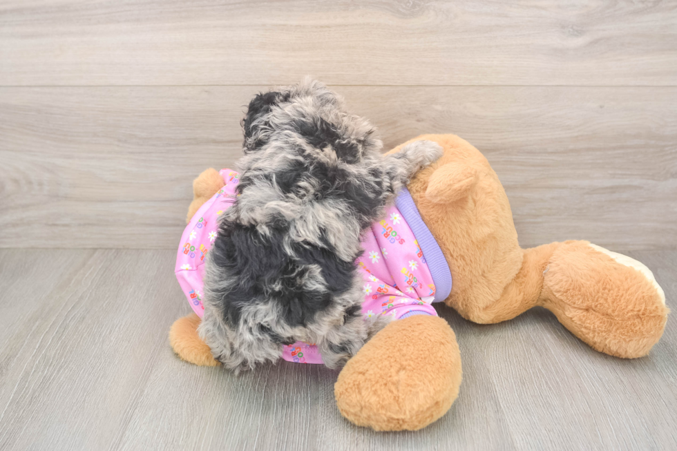 Best Poodle Baby